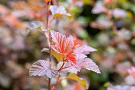 Physocarpus opulifolius 'Lady in Red'® (Blaasspirea 'Lady in Red') - afbeelding 9