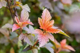Physocarpus opulifolius 'Lady in Red'® (Blaasspirea 'Lady in Red') - afbeelding 10