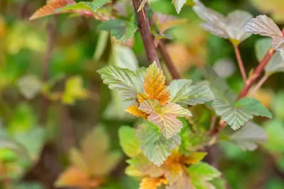 Physocarpus opulifolius 'Lady in Red'® (Blaasspirea 'Lady in Red') - afbeelding 11