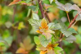 Physocarpus opulifolius 'Lady in Red'® (Blaasspirea 'Lady in Red') - afbeelding 11