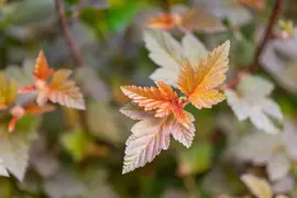 Physocarpus opulifolius 'Lady in Red'® (Blaasspirea 'Lady in Red') - afbeelding 13