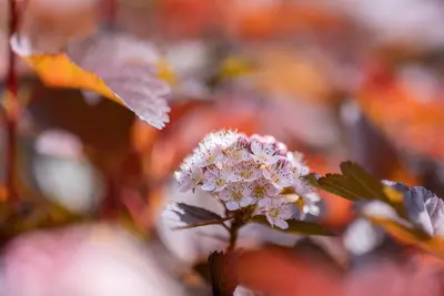 Physocarpus opulifolius 'Lady in Red'® (Blaasspirea 'Lady in Red') - afbeelding 14