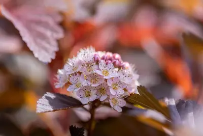 Physocarpus opulifolius 'Lady in Red'® (Blaasspirea 'Lady in Red') - afbeelding 16