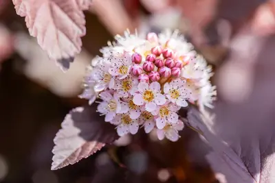 Physocarpus opulifolius 'Lady in Red'® (Blaasspirea 'Lady in Red') - afbeelding 17