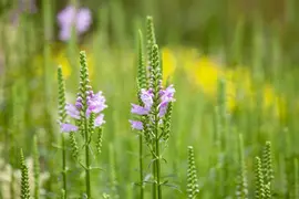 Physostegia (Scharnierplant) - afbeelding 2