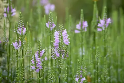 Physostegia (Scharnierplant) - afbeelding 3