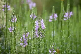 Physostegia (Scharnierplant) - afbeelding 3