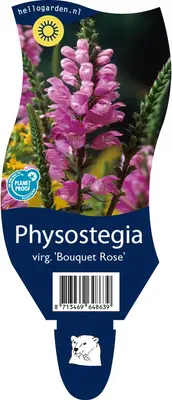 Physostegia (Scharnierplant) - afbeelding 1