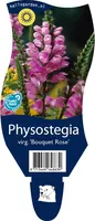 Physostegia (Scharnierplant) - afbeelding 1