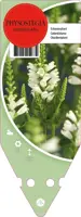 Physostegia Virginiana Alba (Scharnierbloem) - afbeelding 1