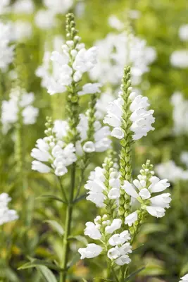 Physostegia Virginiana Alba (Scharnierbloem) - afbeelding 3