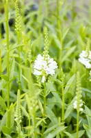 Physostegia Virginiana Alba (Scharnierbloem) - afbeelding 4