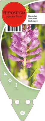 Physostegia Virginiana Rose (Scharnierbloem) - afbeelding 1