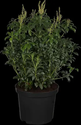 Pieris japonica 'Bonfire' (Rotsheide 'Bonfire') - afbeelding 2