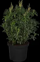 Pieris japonica 'Bonfire' (Rotsheide 'Bonfire') - afbeelding 2