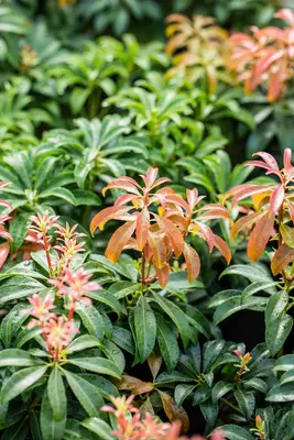 Pieris japonica 'Bonfire' (Rotsheide 'Bonfire') - afbeelding 10