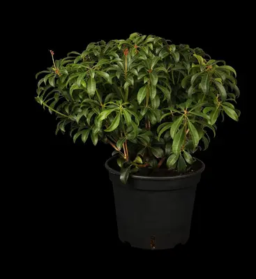 Pieris japonica 'Bonfire' (Rotsheide 'Bonfire') - afbeelding 1