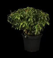 Pieris japonica 'Bonfire' (Rotsheide 'Bonfire') - afbeelding 1