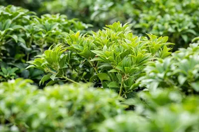 Pieris japonica 'Bonfire' (Rotsheide 'Bonfire') - afbeelding 4