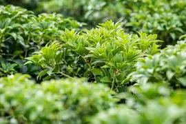 Pieris japonica 'Bonfire' (Rotsheide 'Bonfire') - afbeelding 4