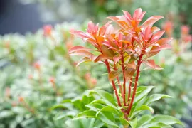 Pieris japonica 'Bonfire' (Rotsheide 'Bonfire') - afbeelding 5