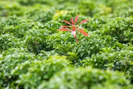 Pieris japonica 'Bonfire' (Rotsheide 'Bonfire') - afbeelding 7