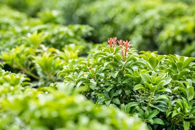 Pieris japonica 'Bonfire' (Rotsheide 'Bonfire') - afbeelding 8