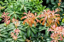 Pieris japonica 'Bonfire' (Rotsheide 'Bonfire') - afbeelding 9