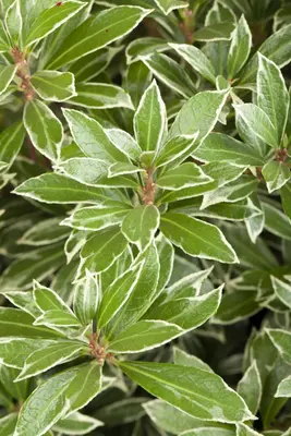 Pieris japonica 'Little Heath' (Rotsheide 'Little Heath') - afbeelding 7
