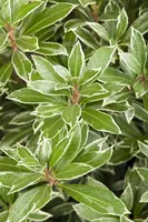 Pieris japonica 'Little Heath' (Rotsheide 'Little Heath') - afbeelding 7
