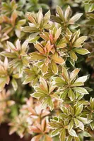 Pieris japonica 'Little Heath' (Rotsheide 'Little Heath') - afbeelding 12