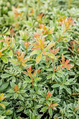 Pieris japonica 'Little Heath' (Rotsheide 'Little Heath') - afbeelding 33