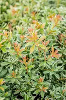 Pieris japonica 'Little Heath' (Rotsheide 'Little Heath') - afbeelding 33