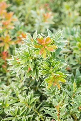 Pieris japonica 'Little Heath' (Rotsheide 'Little Heath') - afbeelding 34