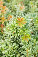 Pieris japonica 'Little Heath' (Rotsheide 'Little Heath') - afbeelding 34