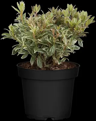 Pieris japonica 'Little Heath' (Rotsheide 'Little Heath') - afbeelding 9