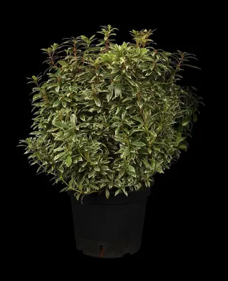 Pieris japonica 'Little Heath' (Rotsheide 'Little Heath') - afbeelding 1