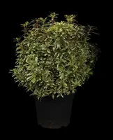 Pieris japonica 'Little Heath' (Rotsheide 'Little Heath') - afbeelding 1