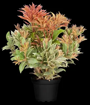 Pieris japonica 'Little Heath' (Rotsheide 'Little Heath') - afbeelding 14