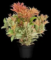 Pieris japonica 'Little Heath' (Rotsheide 'Little Heath') - afbeelding 14