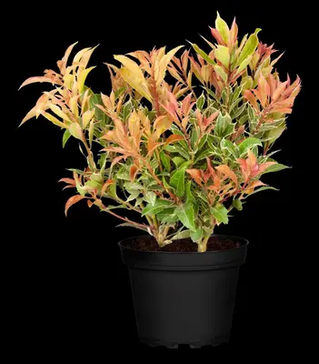 Pieris japonica 'Little Heath' (Rotsheide 'Little Heath') - afbeelding 13