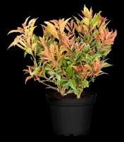 Pieris japonica 'Little Heath' (Rotsheide 'Little Heath') - afbeelding 13