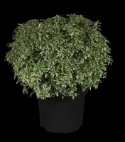 Pieris japonica 'Little Heath' (Rotsheide 'Little Heath') - afbeelding 2