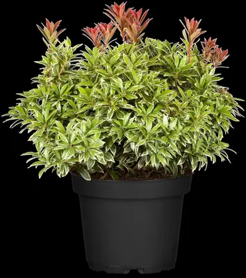 Pieris japonica 'Little Heath' (Rotsheide 'Little Heath') - afbeelding 6