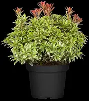 Pieris japonica 'Little Heath' (Rotsheide 'Little Heath') - afbeelding 6