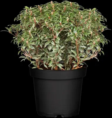 Pieris japonica 'Little Heath' (Rotsheide 'Little Heath') - afbeelding 5