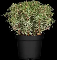 Pieris japonica 'Little Heath' (Rotsheide 'Little Heath') - afbeelding 5