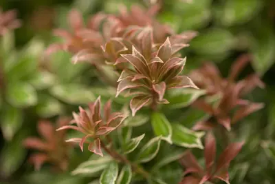 Pieris japonica 'Little Heath' (Rotsheide 'Little Heath') - afbeelding 3