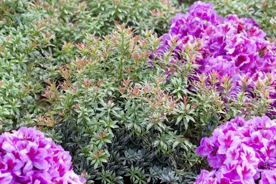 Pieris japonica 'Little Heath' (Rotsheide 'Little Heath') - afbeelding 4