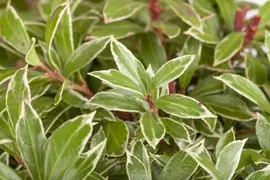 Pieris japonica 'Little Heath' (Rotsheide 'Little Heath') - afbeelding 8